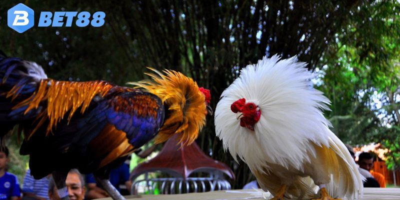 Điểm đặc biệt khi người chơi theo dõi đá gà tại đây